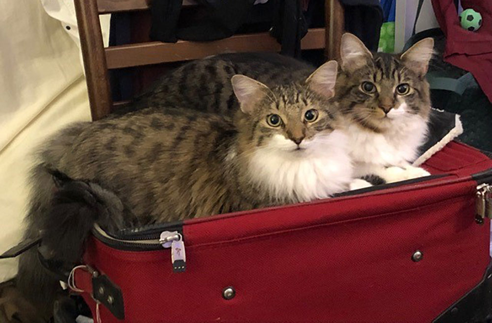 Two cats on luggage.