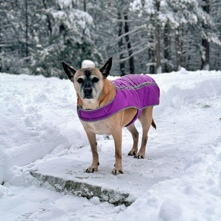 Dog in snow. 