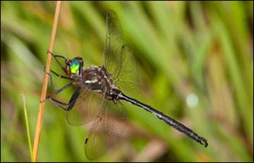 a picture of Hine’s emerald dragonfly 