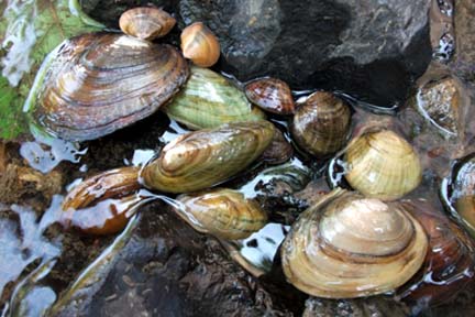 Freshwater Mussels in the water