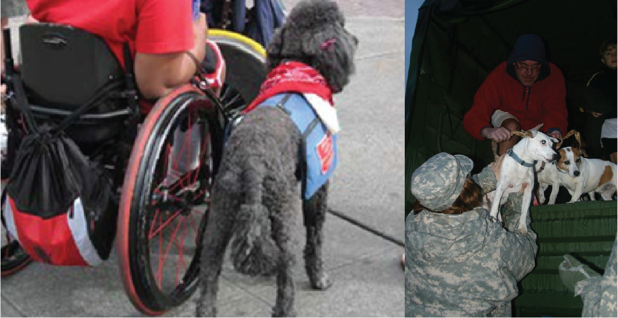 Photo one: Grey poodle wearing a service-animal vest standing next to a person in a wheelchair. Photo two: Two small dogs being loaded on to a military truck.