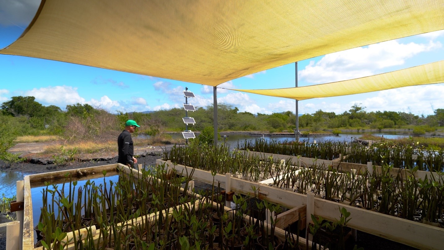 View of plant beds in the Jobos Bay National Estuarine Research Reserve