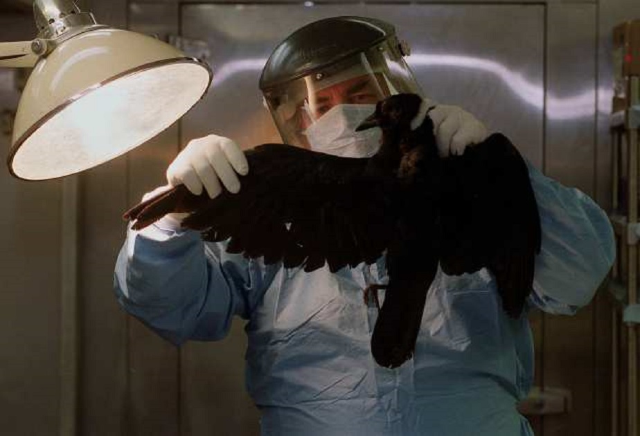 Figure 6: New York State wildlife pathologist examines a desk crow for signs of WNV infection