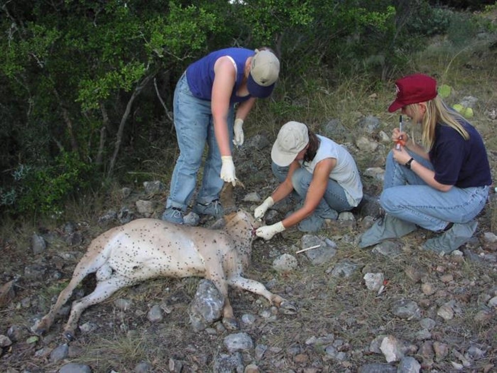 Figure 26: Veterinarian performing necropsy on a dead Barbary sheep to confirm anthrax diagnosis