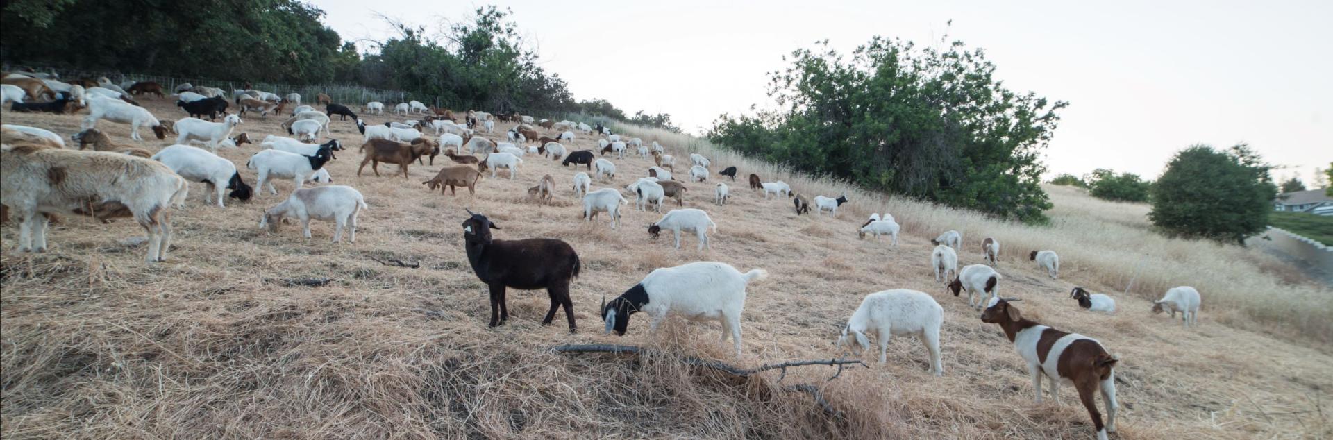 A picture of goats and sheep grazing in a field.