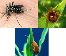 Figure 27: Examples of vectors include mosquitoes, ticks, and beetles