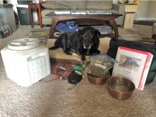 Dog with preparedness items.