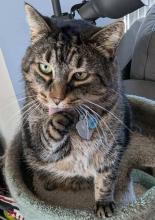 A cat.