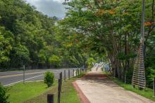View of the linear promenade.  On the right side Flamboyan trees  and on the left side a two lane road